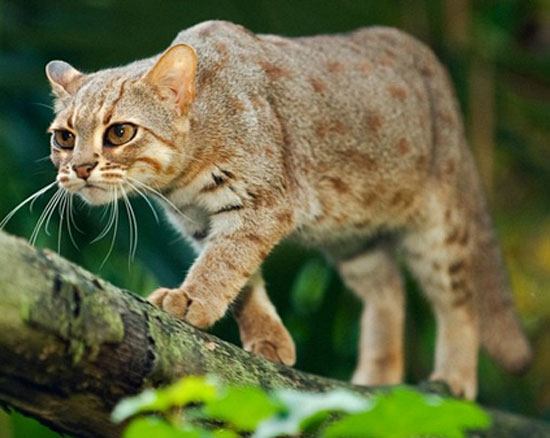 rusty spotted cat pet uk