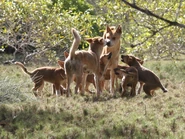 Apex1.jpg (220 KB) Dingo Family