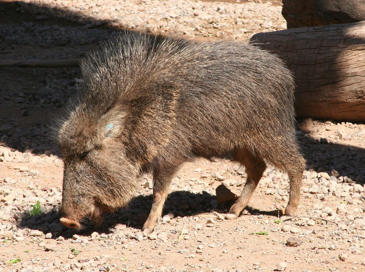 Chacoan Peccary Creatures Of The World Wikia Fandom