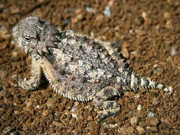 Regal Horned Lizard Phrynosoma solare taken in Apache Junction, Arizona.
