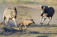Zebras Chasing Off African Wild Dog