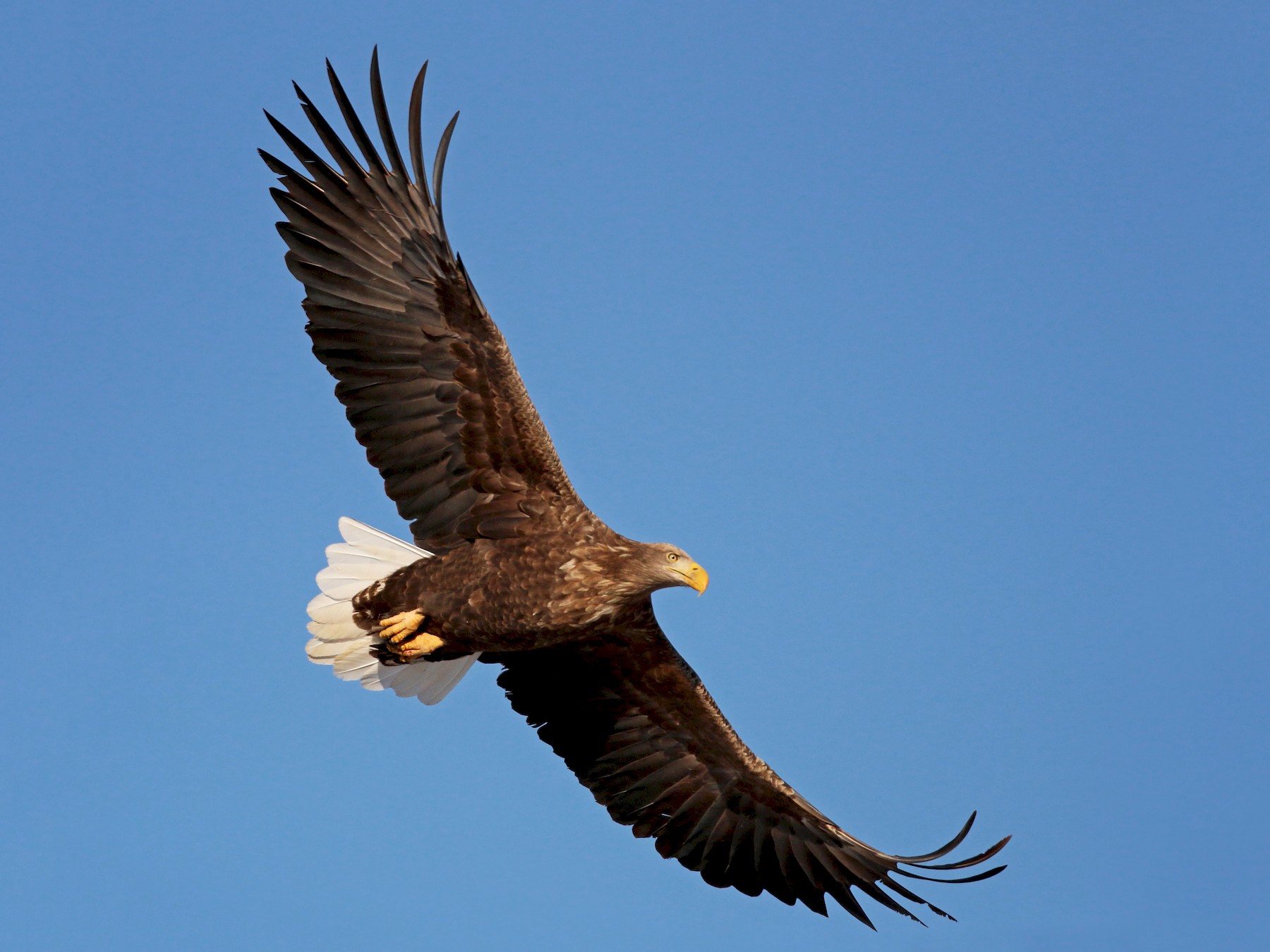 Britain's largest bird of prey the white-tailed eagle set to