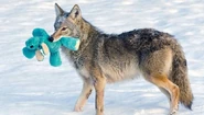 Coyote with an Old Dog Toy