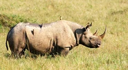 A Black Rhinoceros covered in Oxpeckers