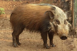 Bush Pig