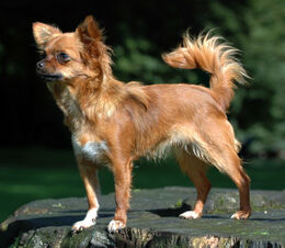 Red sable cheap chihuahua