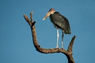 Marabou Stork in tree