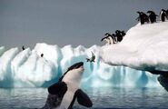 Killer Whale Catching Penguins