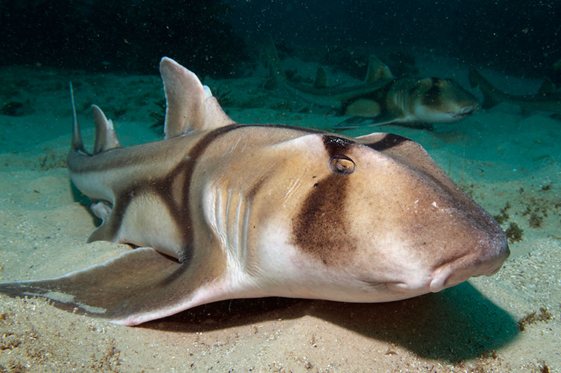 baby port jackson shark