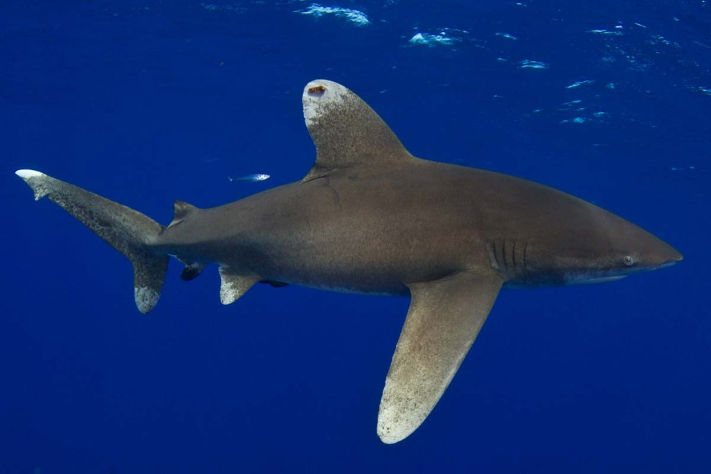 whitetip shark teeth