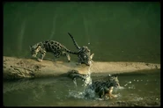 Clouded Leopards Swimming