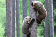 Grizzly Bear Cubs Climbing Tree
