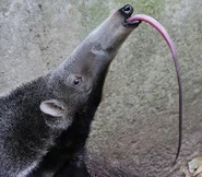 5d4db826718ec056fa015eb071e1d048.jpg (36 KB) Giant Anteater Tongue