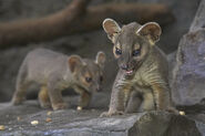 Fossa Cubs