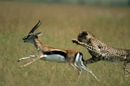 Cheetah Taking Down Thompson's Gazelle