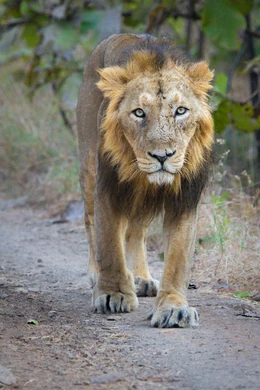 Male Asiatic lion in Gir Forest National Park, India