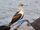 Blue-Footed Booby