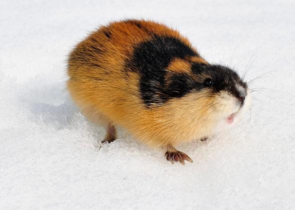 Arctic lemming - Wikipedia