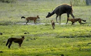 Dholes attacking a Sambar, Bandipur National Park