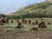 Geladas.jpg (583 KB) Grazing geladas, at 3,000 m (9,800 ft) in the Semien Mountains