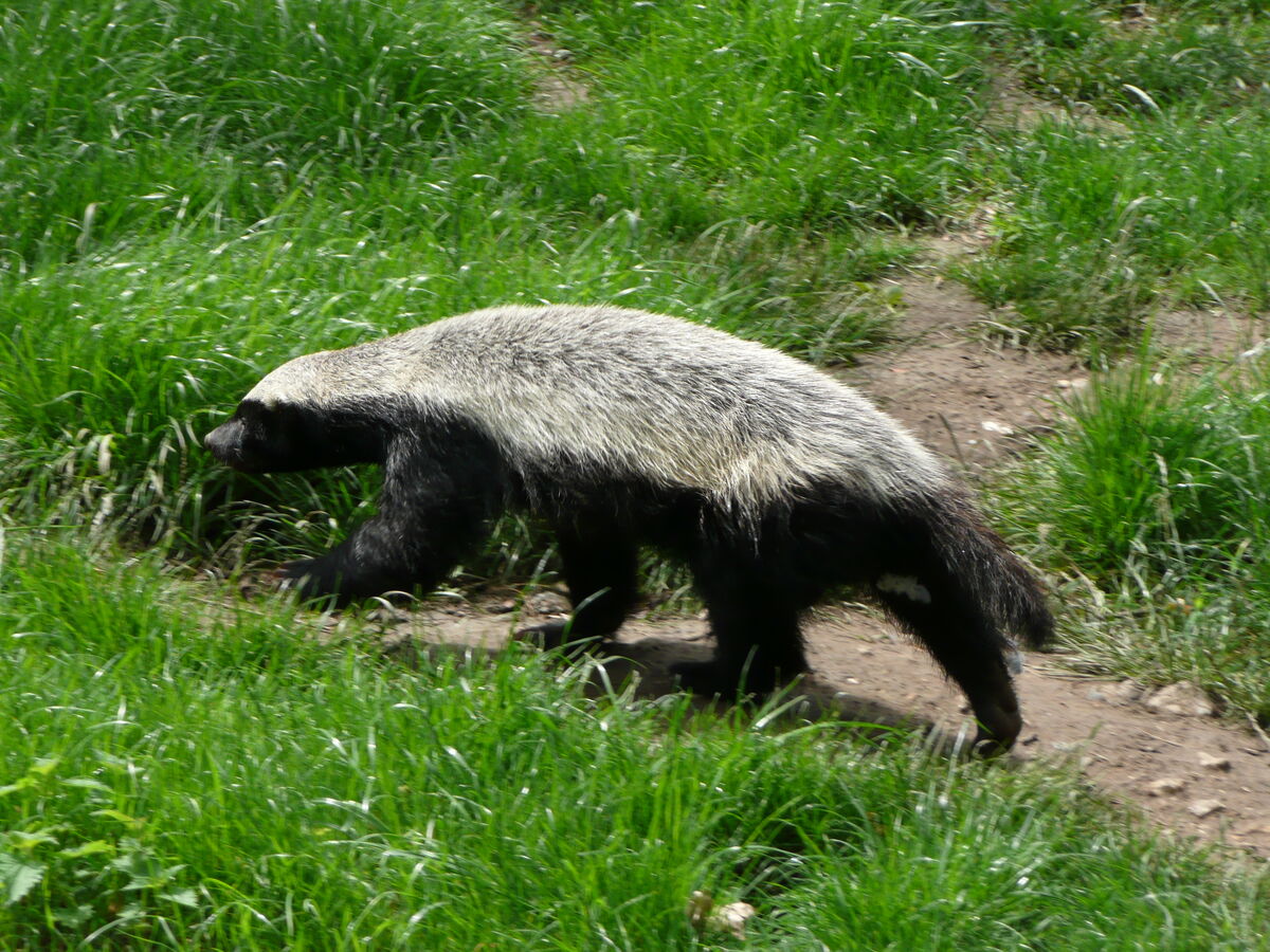 Honey Badger | Creatures of the World Wikia | Fandom
