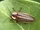Firefly