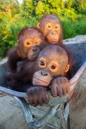 Wheel Barrel of Cuteness