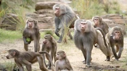 Troop of Hamadryas Baboons at San Diego Zoo