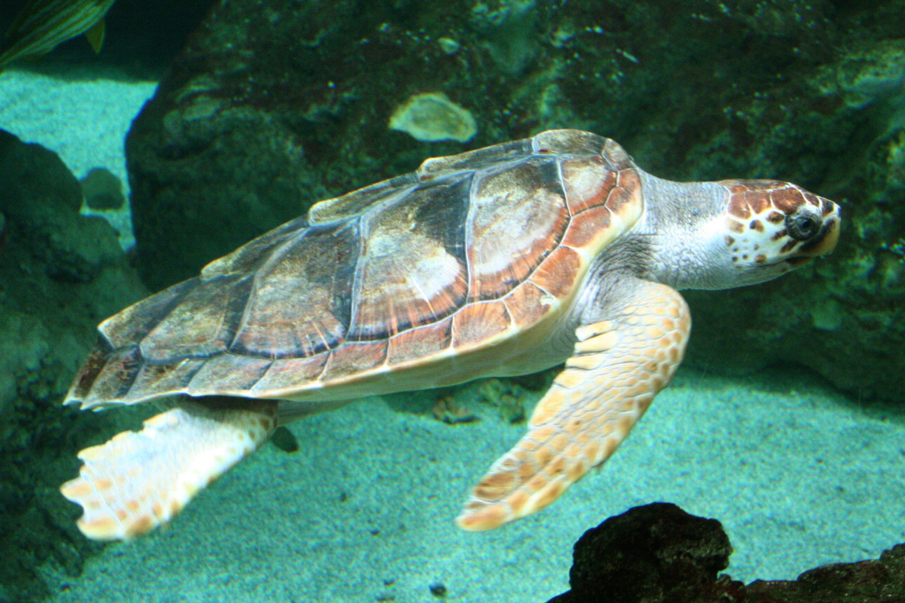 https://static.wikia.nocookie.net/creatures-of-the-world/images/5/53/Caretta_caretta_060417w2.jpg/revision/latest?cb=20161114163734