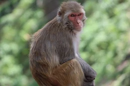 Assam macaque