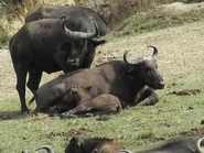 A Cape Buffalo Family