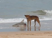 0CAMwEr.jpg (57 KB) Dingo Eating Shark