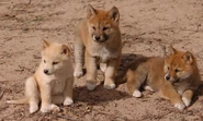 Dingo puppies.jpg (280 KB) Dingo Puppies