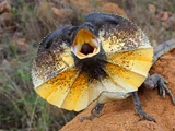 Frilled-Neck Lizard