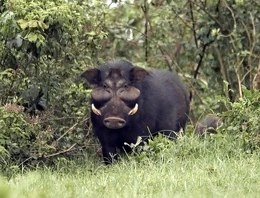 Giant-forest-hog-large