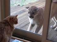 House Cat meets Cougar