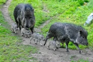 6a010535647bf3970b019b0115ef45970d-800wi.jpg (142 KB) Chacoan Peccary Family