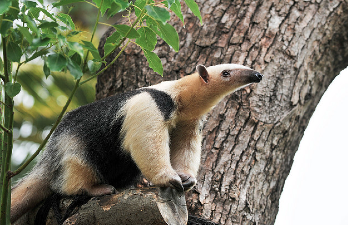 Tamandua! and Other Mammals