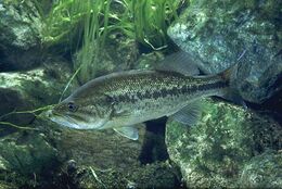 Black bass, Freshwater, Gamefish, Predator