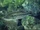 Largemouth Bass