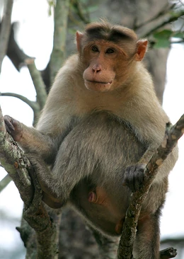 Bonnet macaque