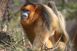 Golden Snub-Nosed Monkey