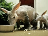 Aardvark