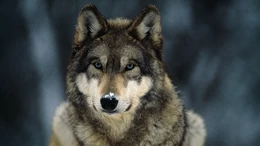 Gray-wolf-closeup