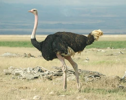 Male Ostrich in South Africa