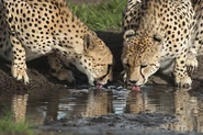 Cheetah Brothers Drinking