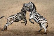 2 Male Zebras Fighting
