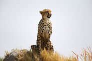 Cheetah on the Look Out