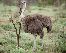 Female Ostrich