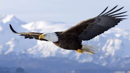 Hd-images-of-hd-bald-eagle-dowload